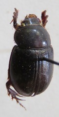 Orphninae