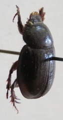 Orphninae