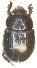 Orphninae