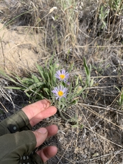 Erigeron corymbosus