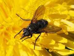 Rhinomorinia sarcophagina