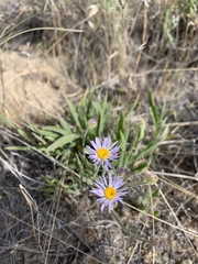Erigeron corymbosus