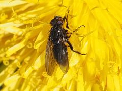 Rhinomorinia sarcophagina