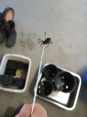 Protolophus niger
