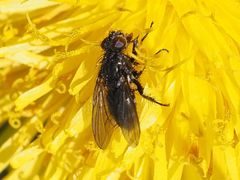 Rhinomorinia sarcophagina
