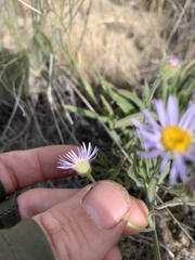Erigeron corymbosus