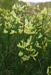 Astragalus cusickii