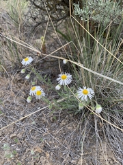 Erigeron pumilus pumilus