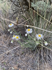 Erigeron pumilus pumilus