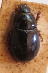 Hybosorus illigeri
