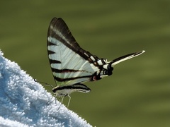 Neographium agesilaus