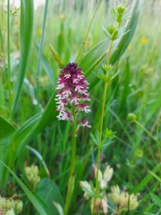 Neotinea ustulata ustulata