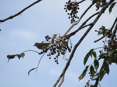 Vireo leucophrys