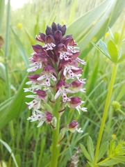 Neotinea ustulata ustulata