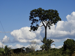 Bertholletia excelsa