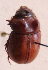 Orphninae