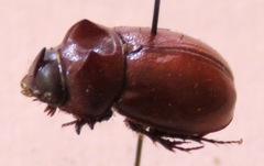 Orphninae