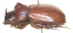 Orphninae