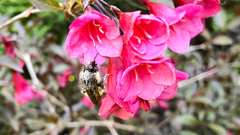 Bombus sitkensis
