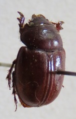 Orphninae