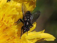 Rhinomorinia sarcophagina