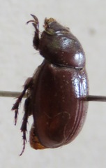 Orphninae