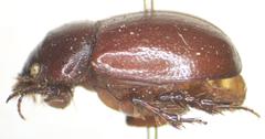 Orphninae