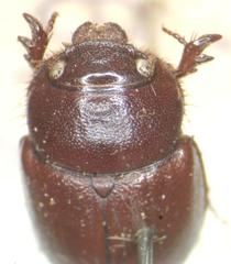 Orphninae