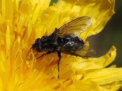 Rhinomorinia sarcophagina