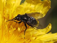 Rhinomorinia sarcophagina