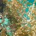 photo of Sargassum (Sargassum)