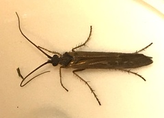 Limnephilus auricula