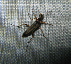 Cephaloon lepturides