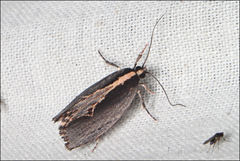 Archaereta dorsivittella