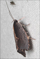 Archaereta dorsivittella