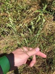 Verbena montevidensis