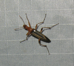 Cephaloon lepturides