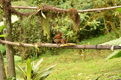 Sciurus granatensis