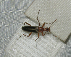 Cephaloon lepturides