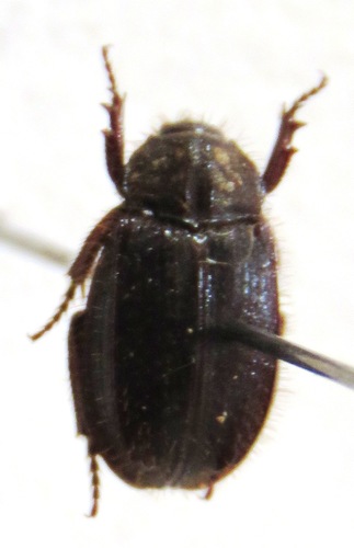 Anaides laticollis