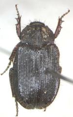 Anaides laticollis