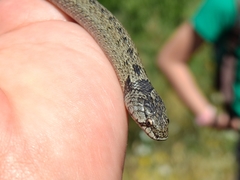 Macroprotodon brevis ibericus