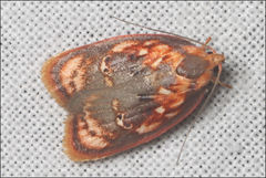 Eochrois sarcoxantha