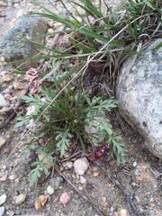 Cymopterus glomeratus