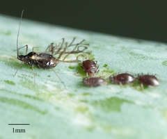 Neotoxoptera formosana