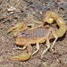Escorpión Amarillo Ibérico - Photo (c) Luís Lourenço, algunos derechos reservados (CC BY-ND), subido por Luís Lourenço