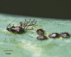 Neotoxoptera formosana
