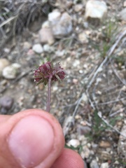 Cymopterus glomeratus