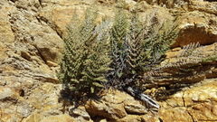 Pellaea mucronata mucronata