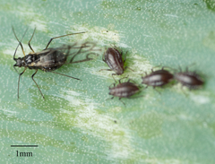 Neotoxoptera formosana